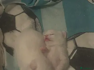 Mixed Breed cats Male white kittens - Advert 21