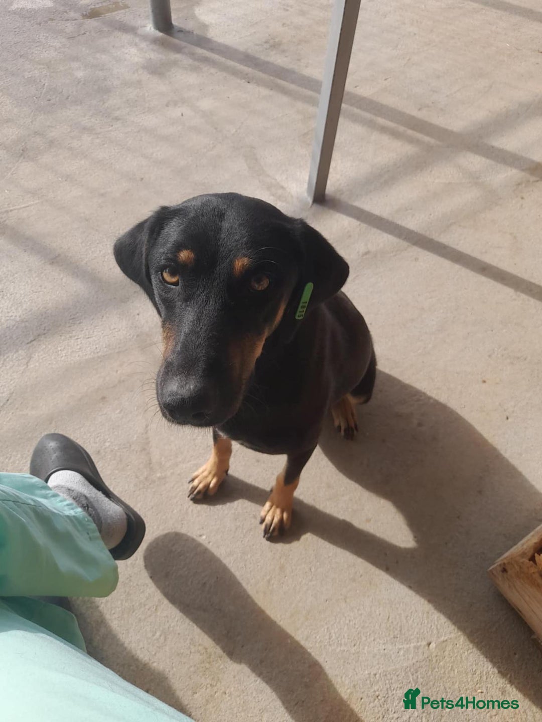 Mixed Breed dogs for adoption: Bella, 2 yrs old. Available for adoption. - Advert 3