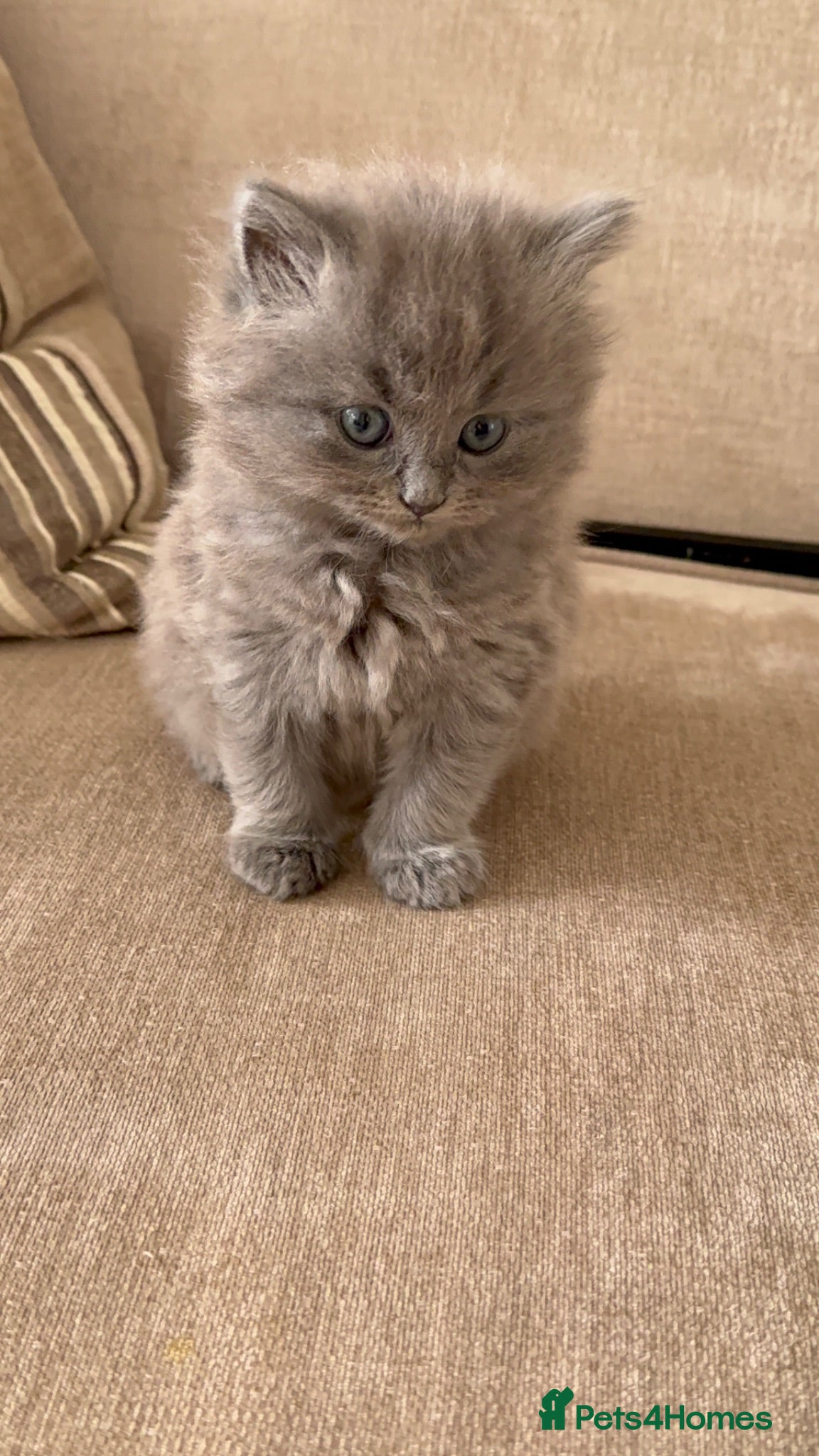 British Shorthair cats Looking for my forever Home - Advert 1