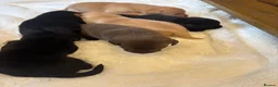 Labrador Retriever dogs for sale: D.N.A. Tested Labrador Puppies - Advert 2