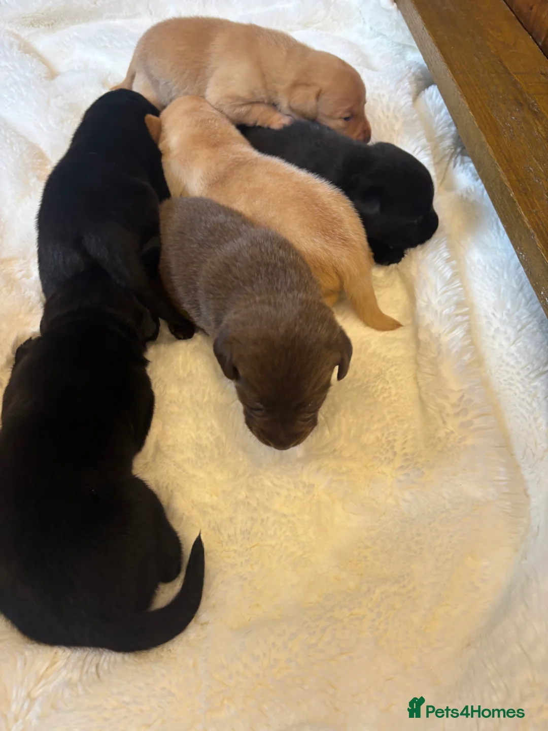 Labrador Retriever dogs for sale: D.N.A. Tested Labrador Puppies - Advert 2
