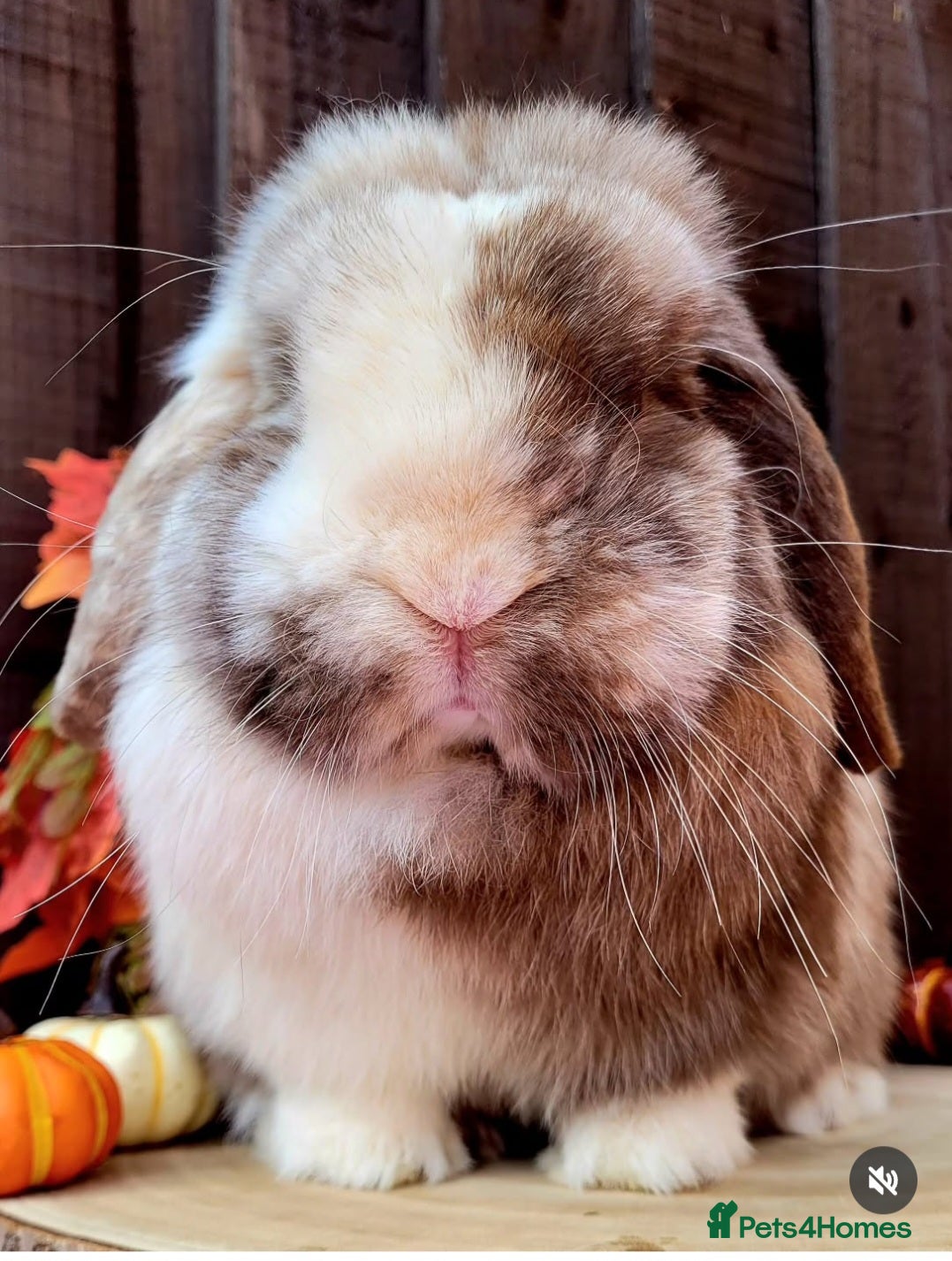 Mini Lop rabbits Stunning pure bred mini lop available.  - Advert 10