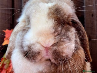 Mini Lop rabbits Stunning pure bred mini lop available. - Advert 10