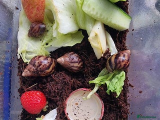 Snails invertebrates - Advert 1