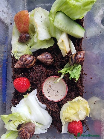 Snails invertebrates - Advert 1