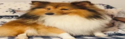Shetland Sheepdog dogs for stud: Two amazing Shetland sheepdogs available for stud  - Advert 12