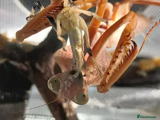 Praying Mantis invertebrates Timor shield mantis - Advert 6