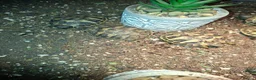 Hermann Tortoise reptiles for sale: Herman tortoises  in Canvey Island - Advert 3
