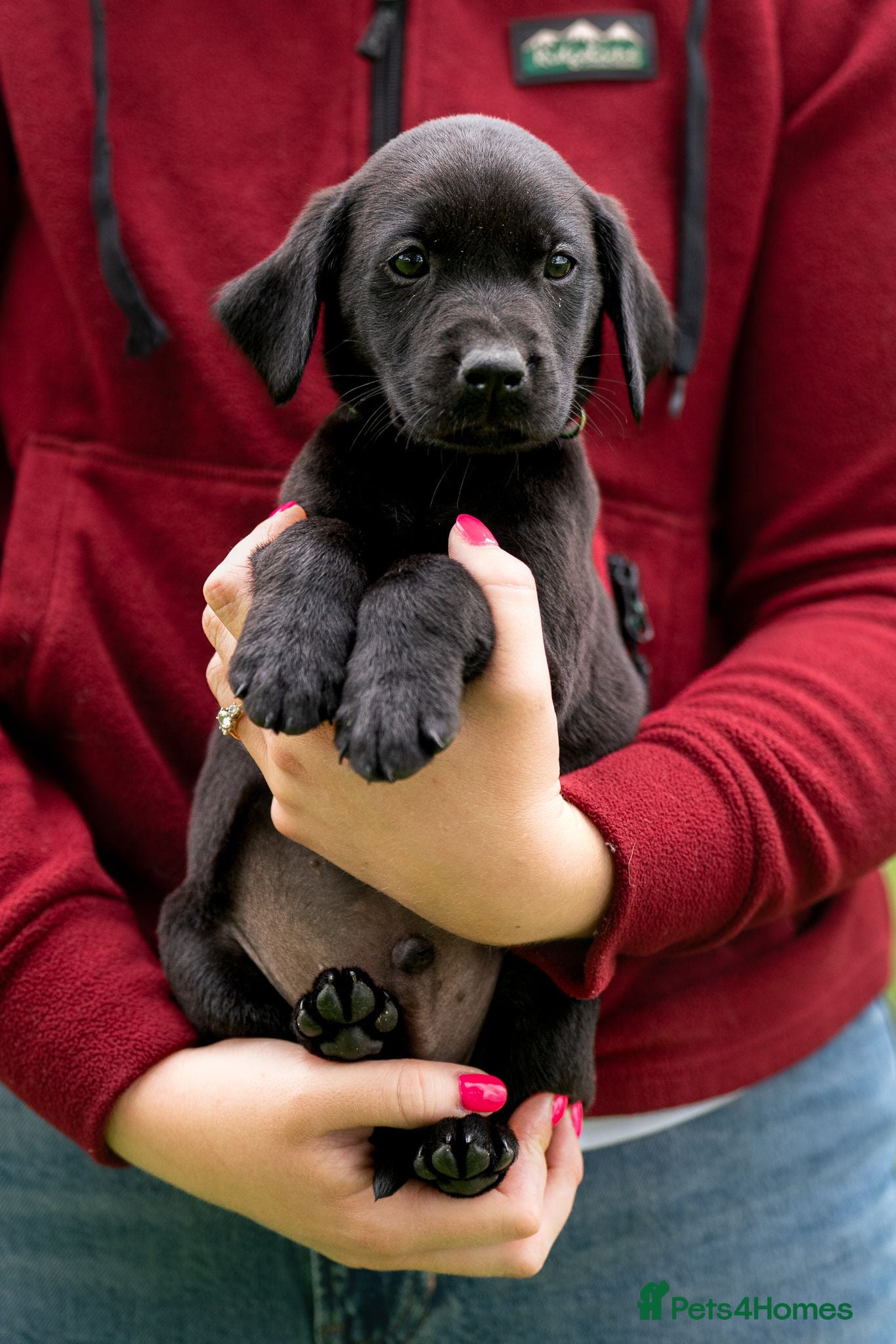 Labrador Retriever dogs Field trial and working lines labrador puppies - Advert 9