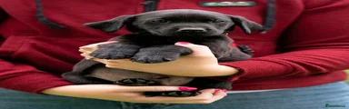 Labrador Retriever Puppy 4
