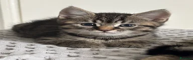 💚American Shorthair Kitten 3