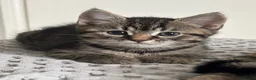American Shorthair cats for sale: 🌟Kittens Ready for 4ever Home🌟 - Advert 5