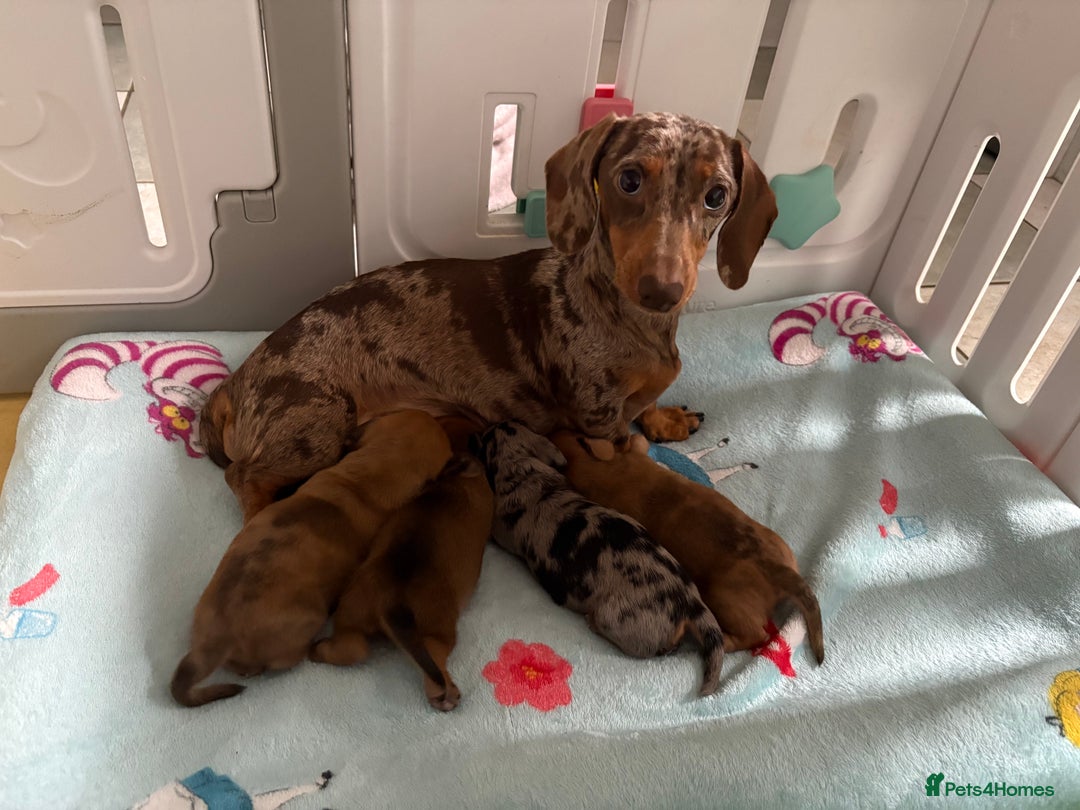 Miniature Dachshund dogs for sale: Miniature Dachshund Puppies💕 - Advert 8