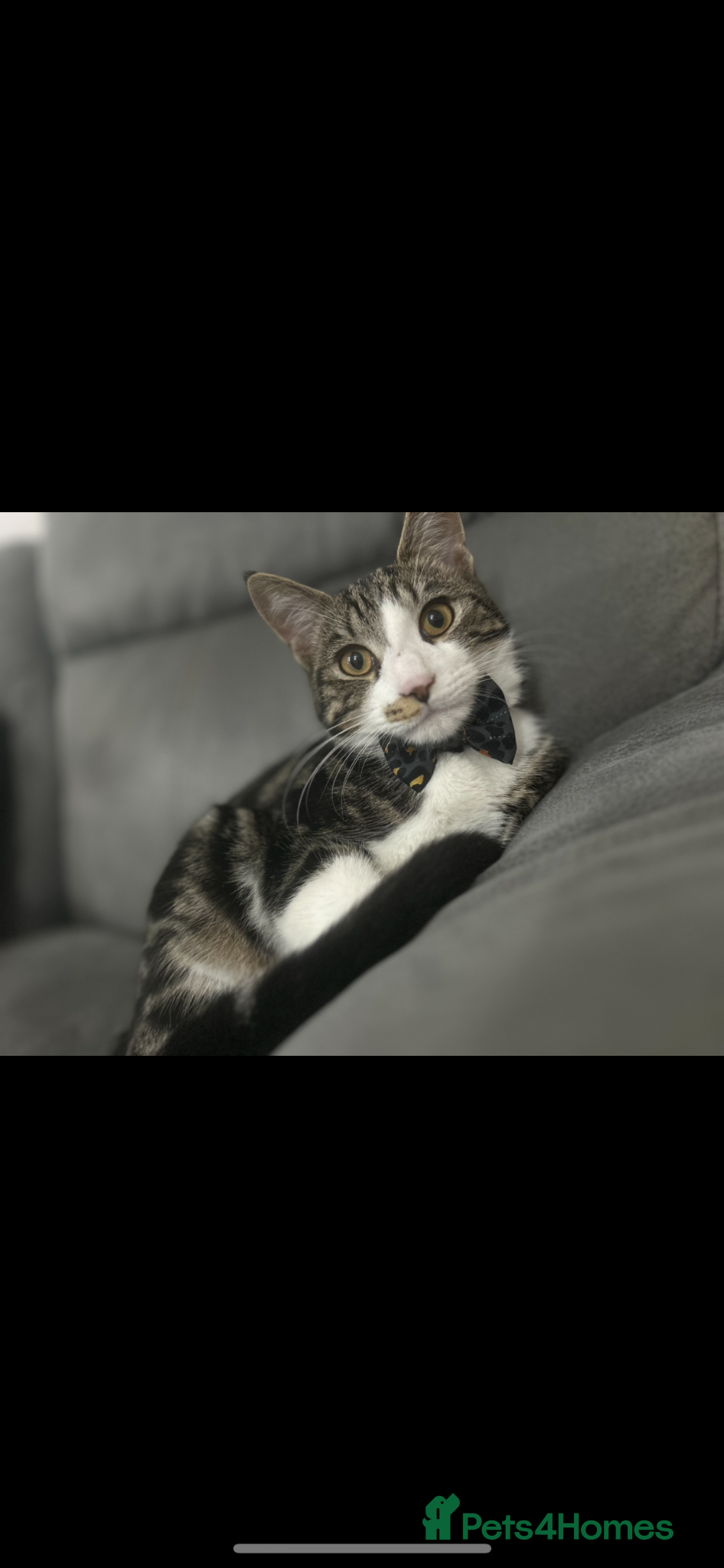 Tibetan cats Cat looking for new home  - Advert 1