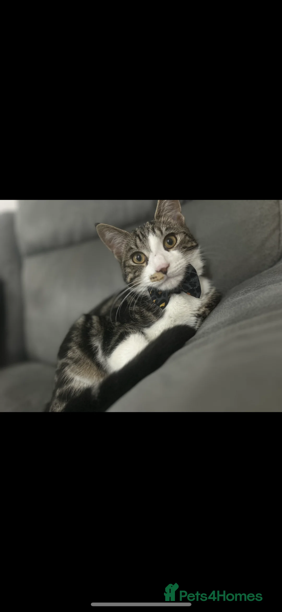 Tibetan cats for sale: Cat looking for new home  - Advert 1