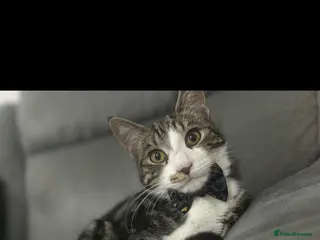 Tibetan cats Cat looking for new home - Advert 1