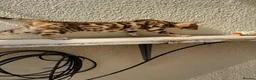 Bengal cats for sale: Bengal kittens for sale - Advert 6