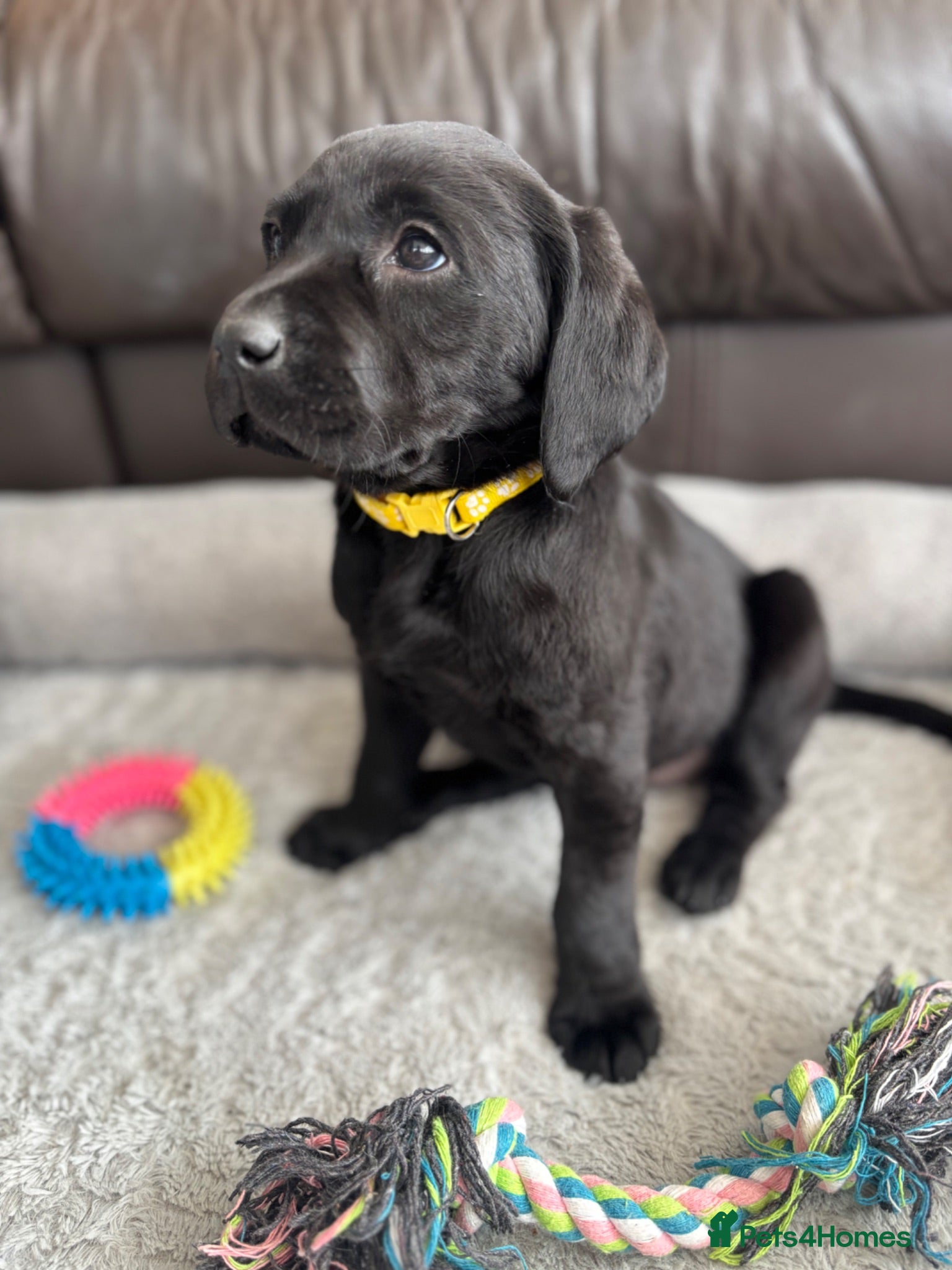 Labrador Retriever dogs KC Labrador Puppies - Advert 1