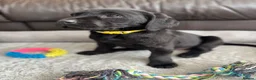 Labrador Retriever dogs for sale: KC Labrador Puppies - Advert 7