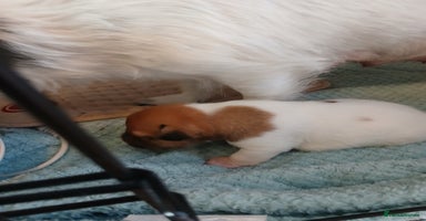 Jack Russell dogs - Advert 12