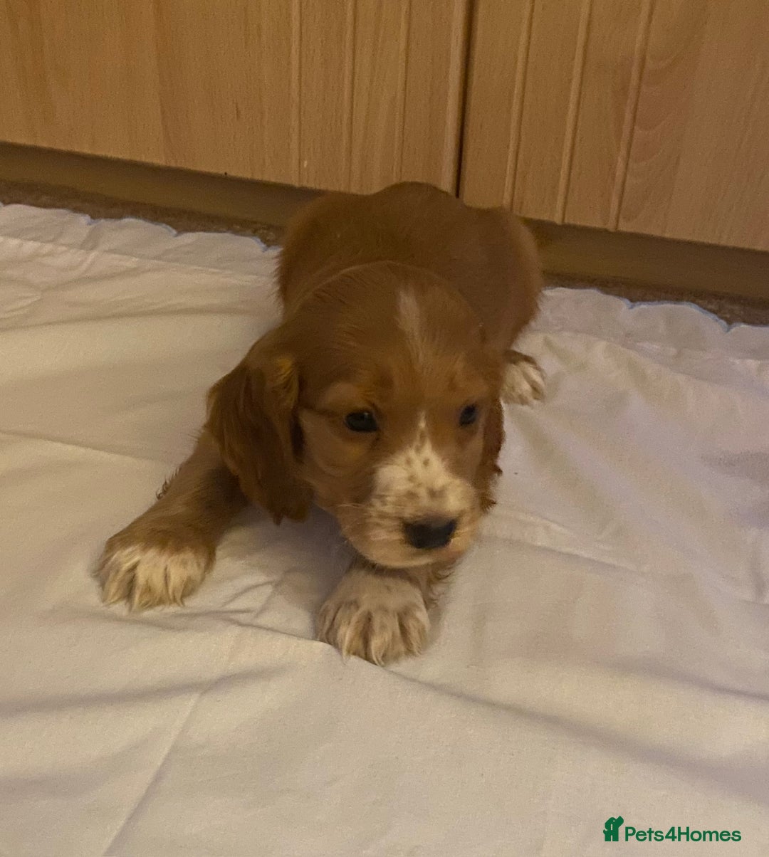 Cocker Spaniel dogs for sale: Beautiful cocker spaniel’s for sale - Advert 7