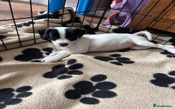 Mixed Breed dogs for sale: Border terrier x Patterdale terrier   - Image 21