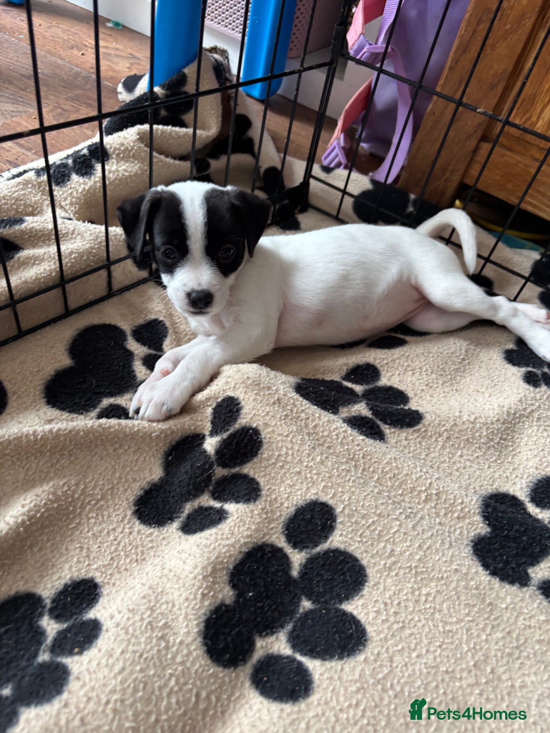 Mixed Breed dogs for sale: Border terrier x Patterdale terrier   - Image 21