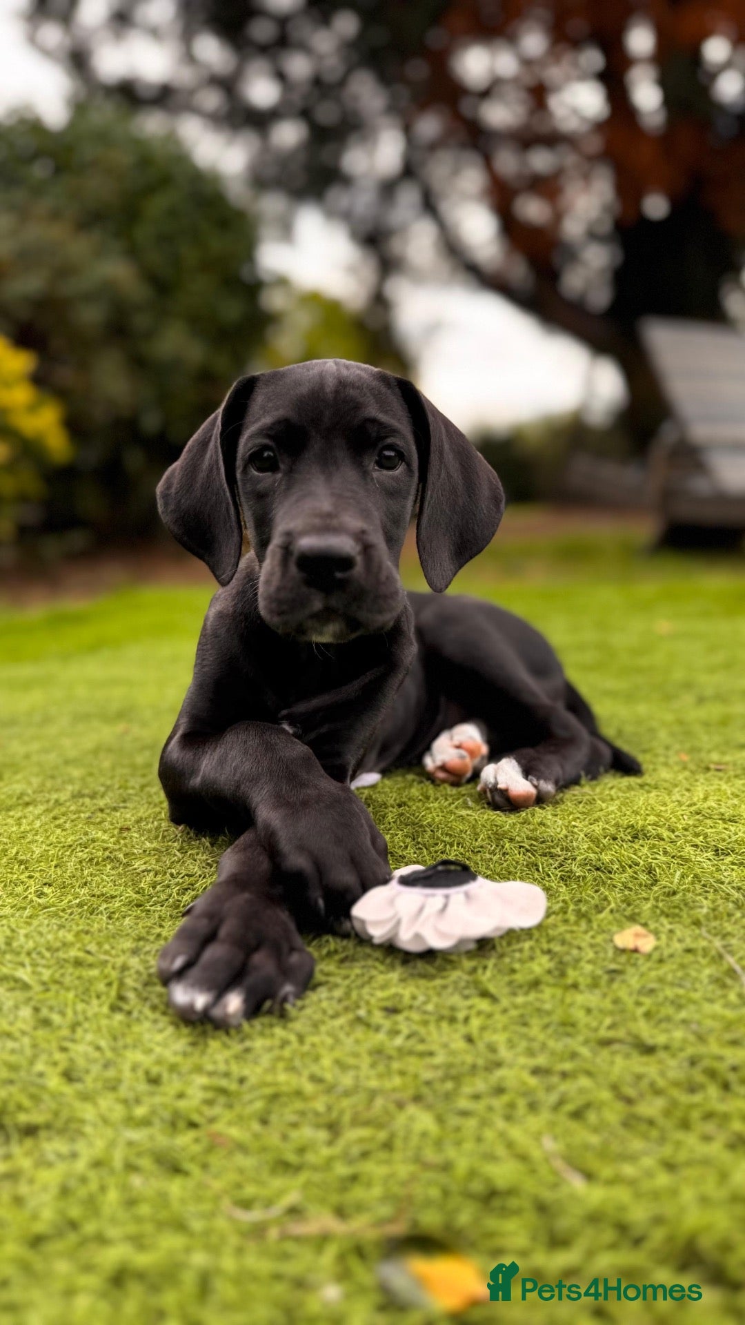 Great Dane dogs Stunning KC Registered champion bloodline Puppies - Advert 3