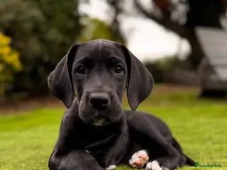 Great Dane dogs Stunning KC Registered champion bloodline Puppies - Advert 3