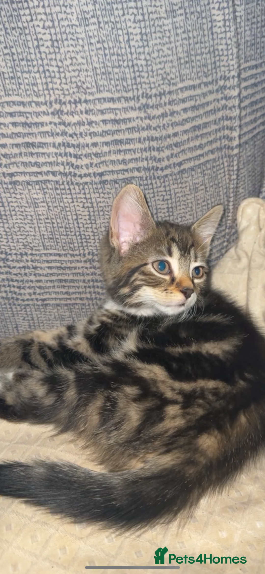 Turkish Angora cats for sale: Rare coloured kittens 🐱 😍 - Advert 7