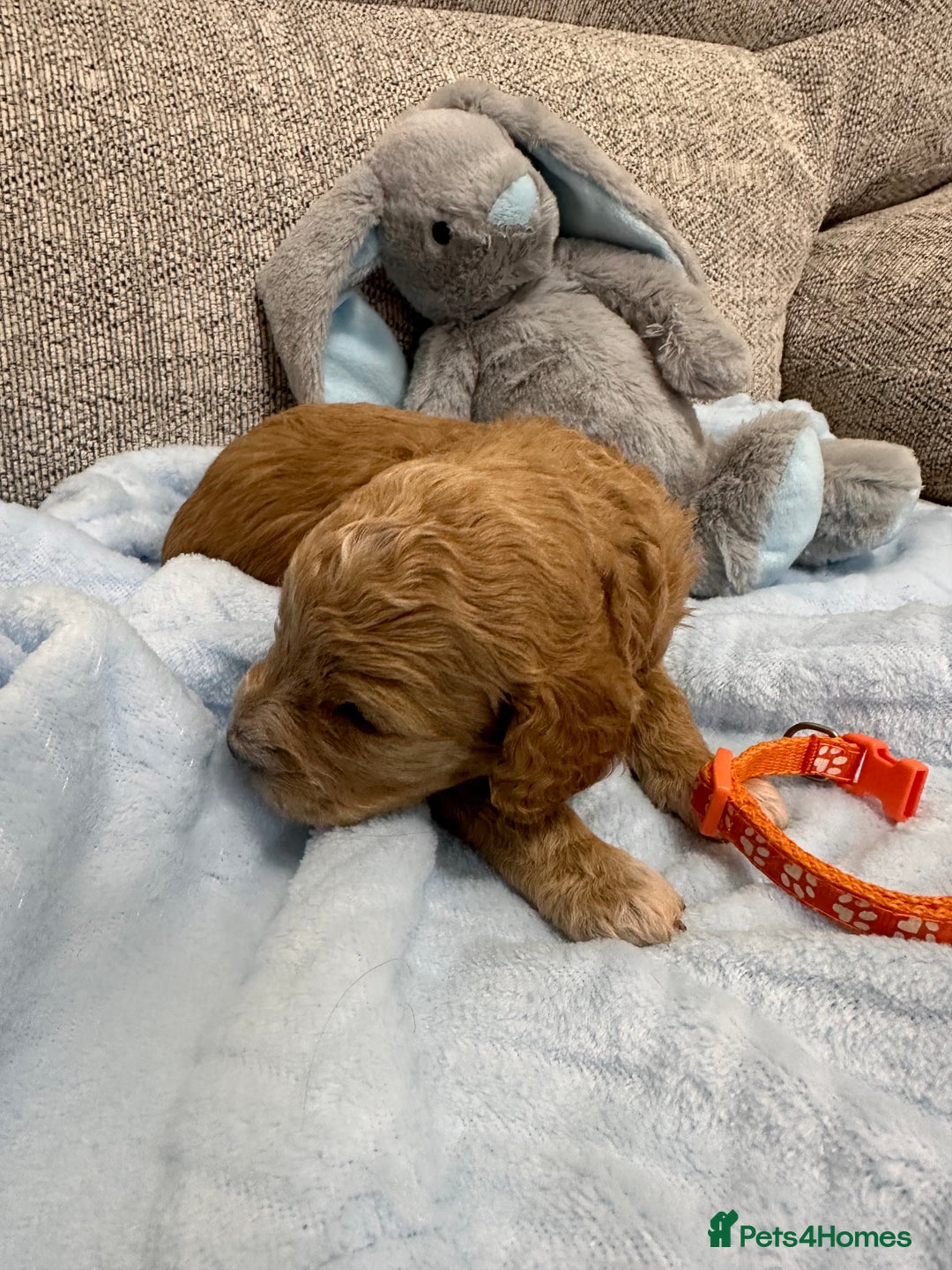 Cavapoo dogs for sale: Stunning F1b Cavapoos - Advert 12