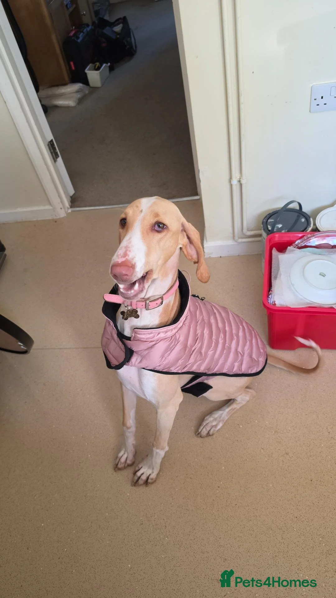 Mixed Breed dogs for sale: Meadow needs a better life  in Lincoln - Advert 5