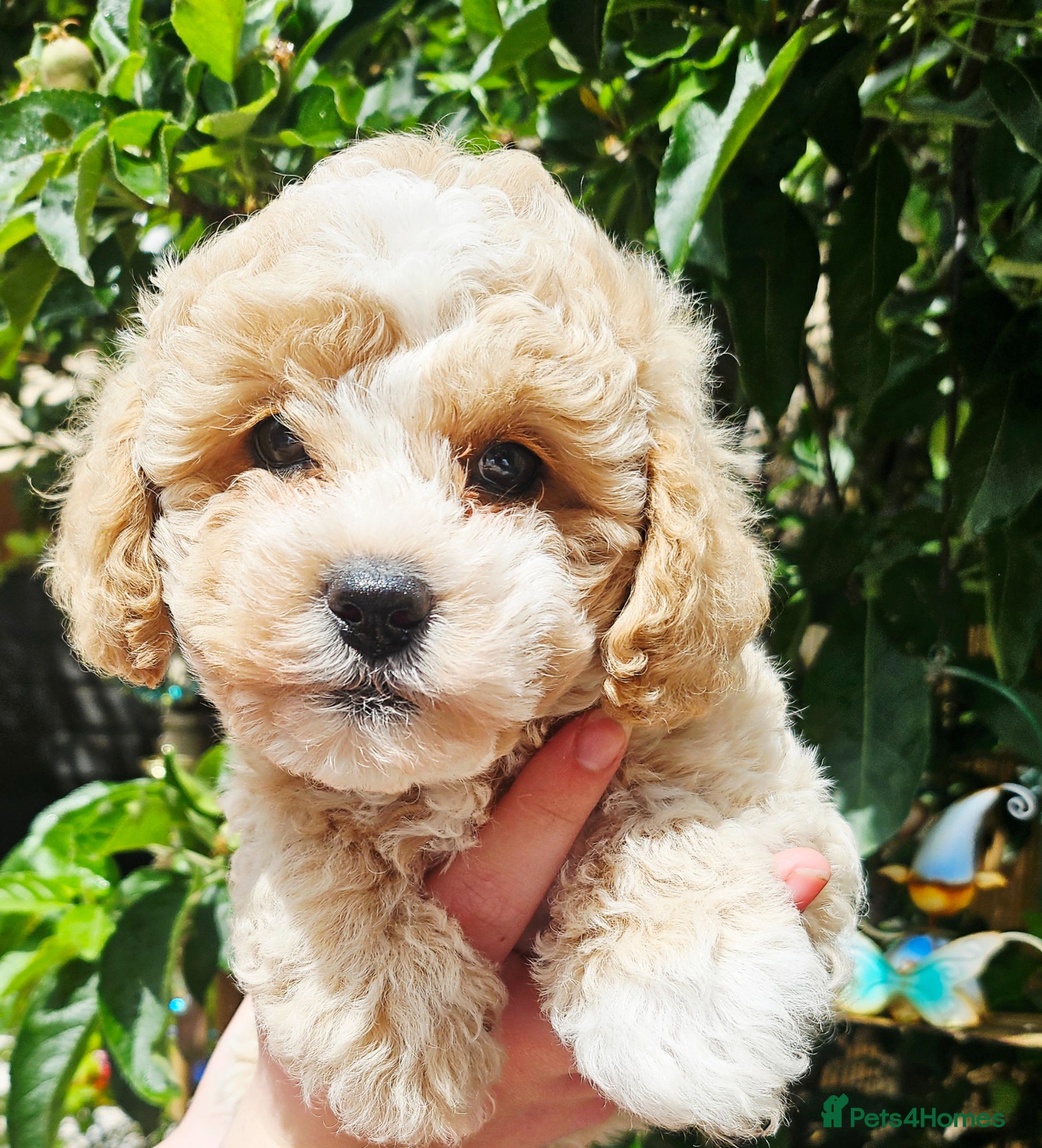 Shihpoo dogs for sale: 🌟 Little Stars🌟  - Advert 1