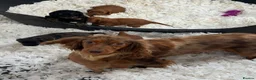 Cockapoo dogs for sale: Stunning F1 Cockapoos - Advert 2