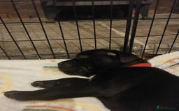 Staffordshire Bull Terrier dogs for sale: *2 left* Stunning Chunky KC Staffy Pups - Image 26