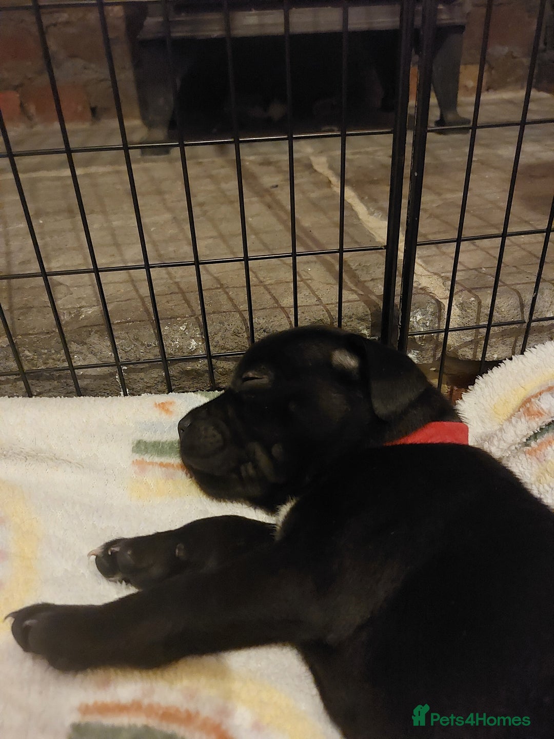 Staffordshire Bull Terrier dogs for sale: *2 left* Stunning Chunky KC Staffy Pups - Image 26