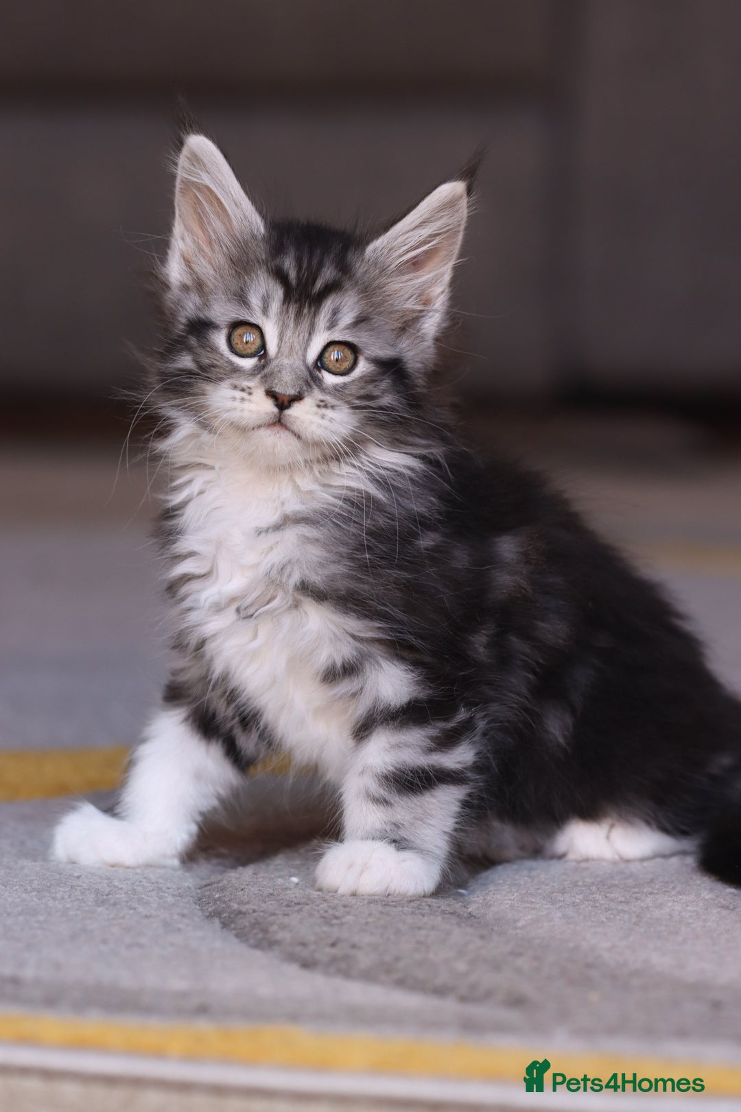 Maine Coon cats for sale: Beautiful Pedigree Maine Coon Kittens - Image 24