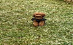 Toy Poodle dogs for stud: AT STUD KC REG TOY POODLE JAM  CLEAR DNA TESTS in High Wycombe - Image 6
