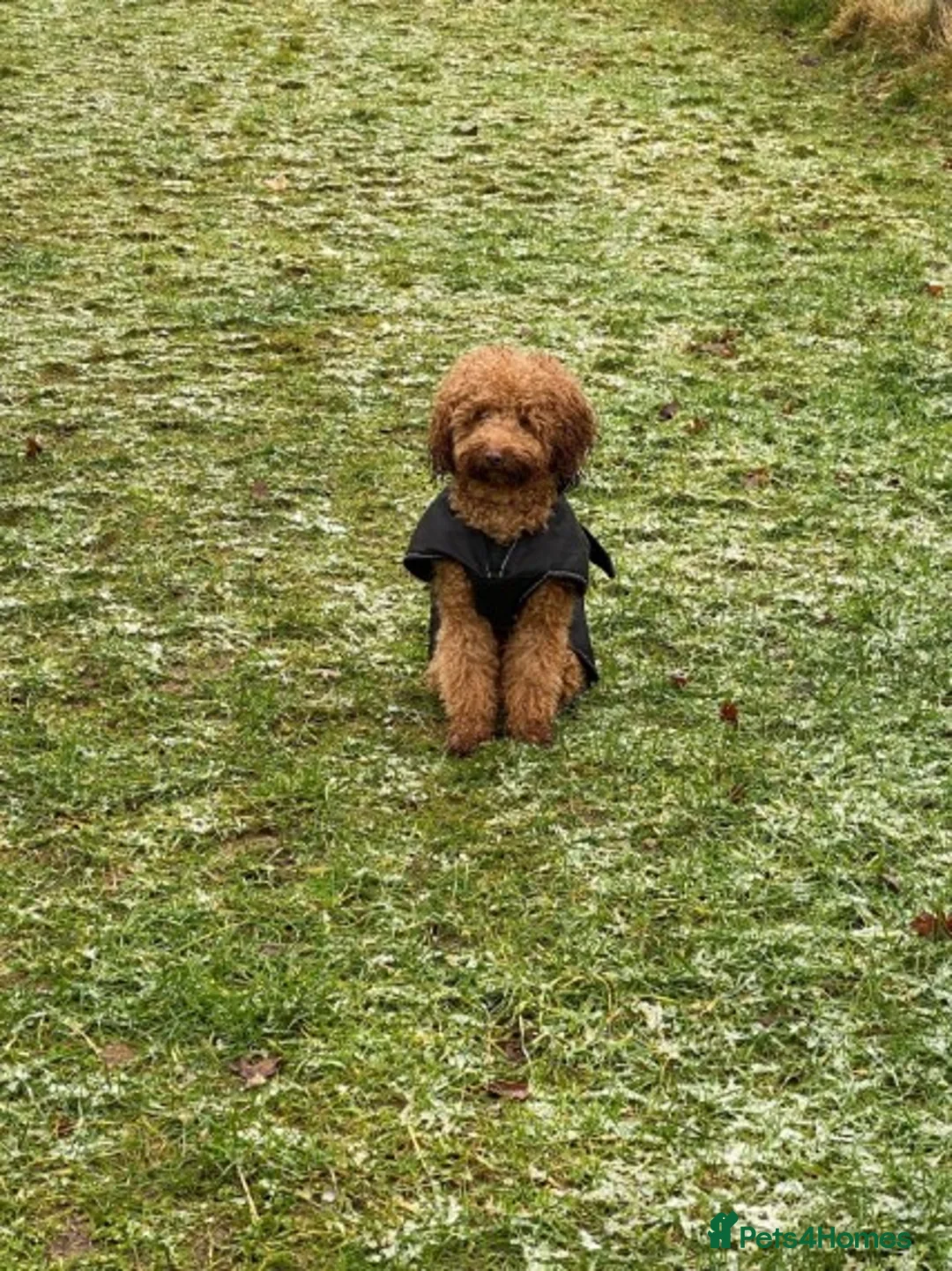 Toy Poodle dogs for stud: AT STUD KC REG TOY POODLE JAM  CLEAR DNA TESTS in High Wycombe - Advert 6