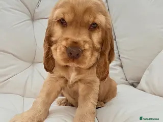 Cocker Spaniel dogs KC Registered Show-Type Cocker Spaniel Puppies - Advert 6