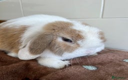 Mini Lop rabbits for sale: 2 ADULT MALES FOR SALE TO LIVE SEPARATELY  - Image 6