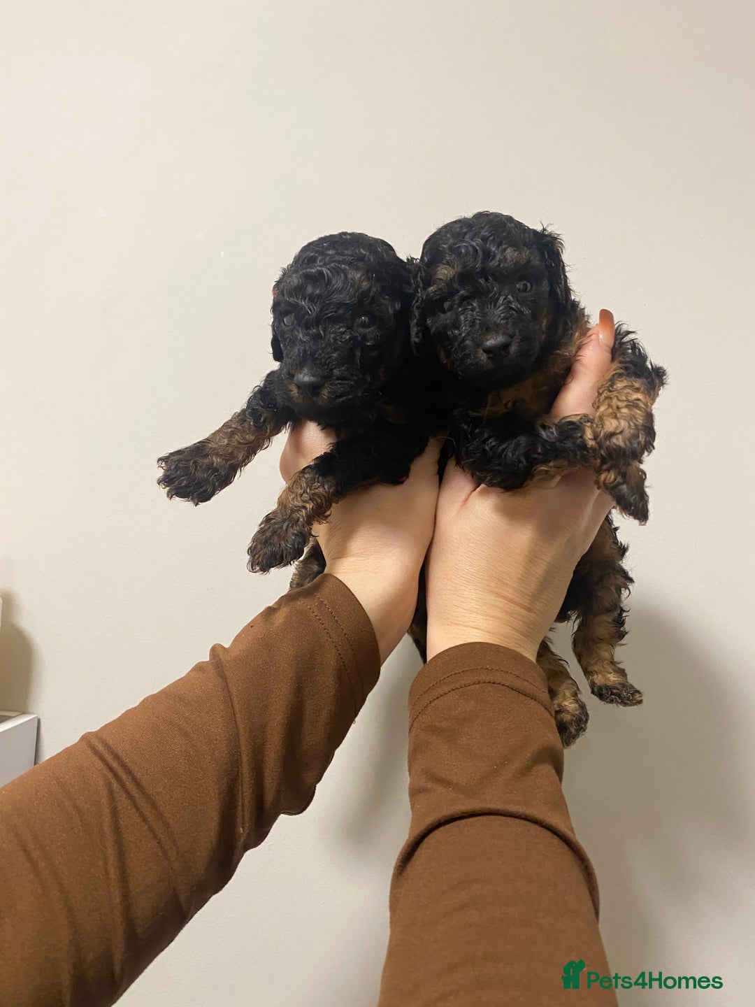 Toy Poodle dogs for sale: 5 toy poodles unique markings  - Image 4