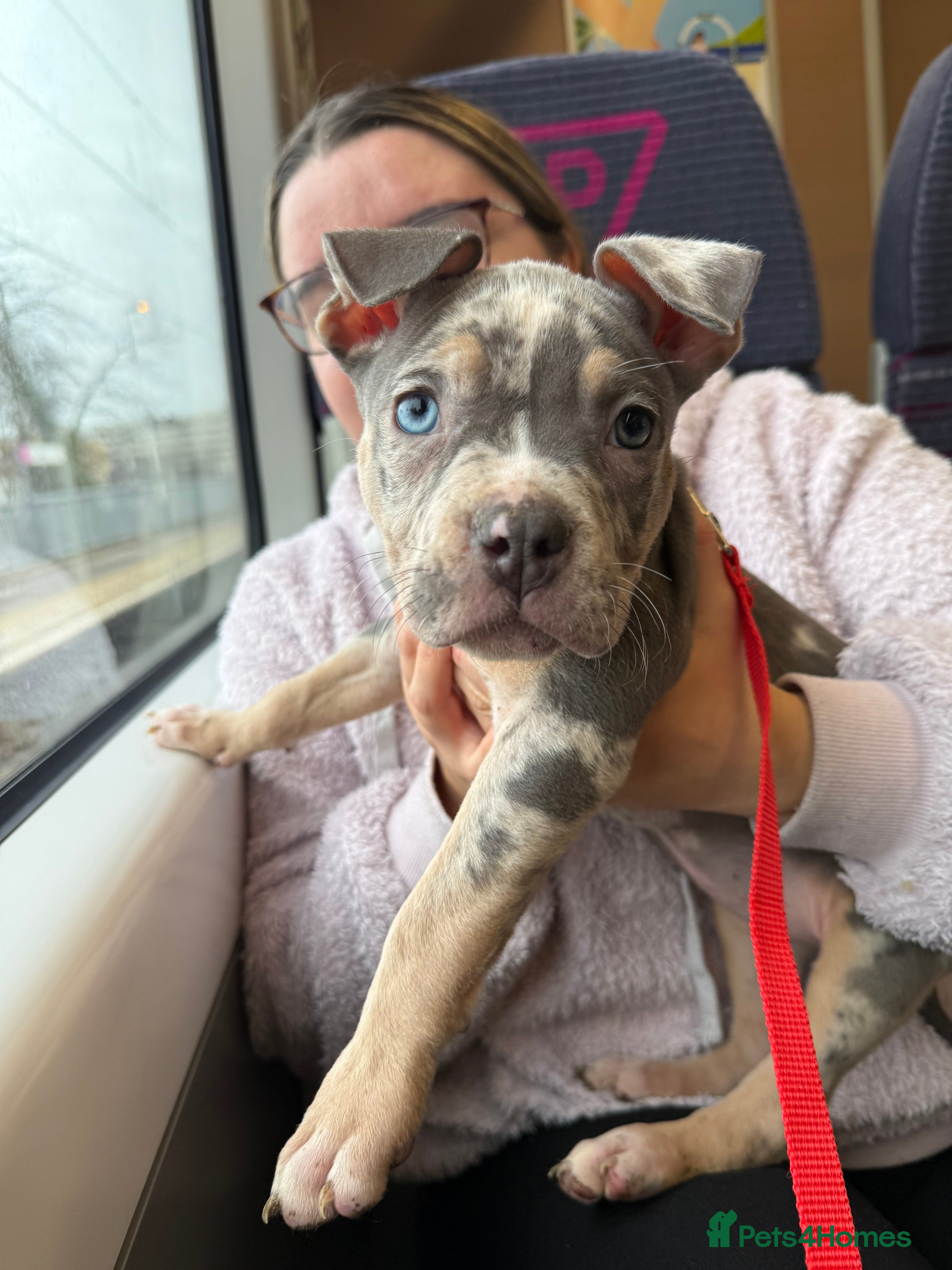 Mixed Breed dogs Pocket bully puppy  - Advert 3