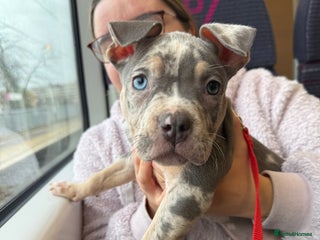 Mixed Breed dogs Pocket bully puppy - Advert 1