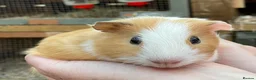 Guinea Pig rodents for sale: Sweet natured baby guinea pigs  - Advert 9