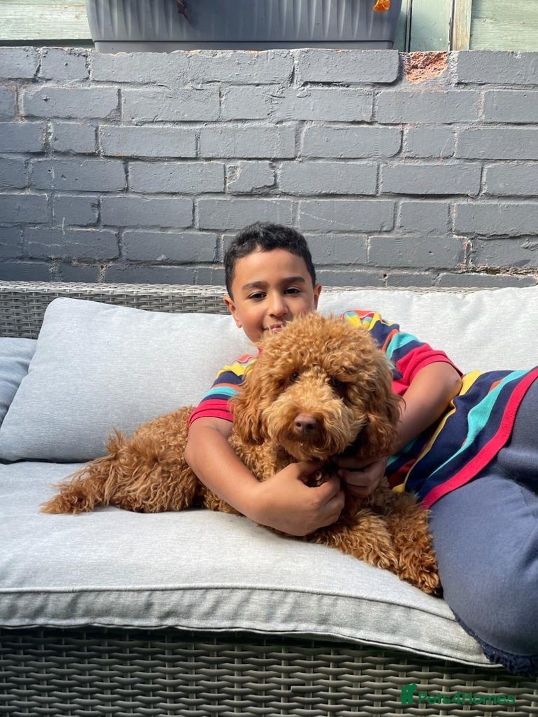 Miniature Poodle dogs for sale: Miniature poodle - Advert 1