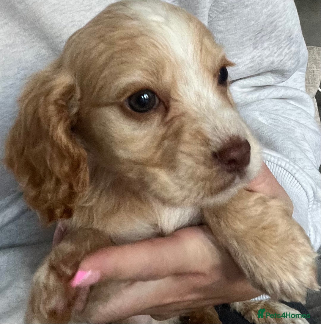 Cocker Spaniel dogs for sale: Cocker spaniel pups 🐾 - Image 19