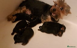 Yorkshire Terrier dogs for sale: Pedigree Yorkshire terrier puppy's  - Advert 2