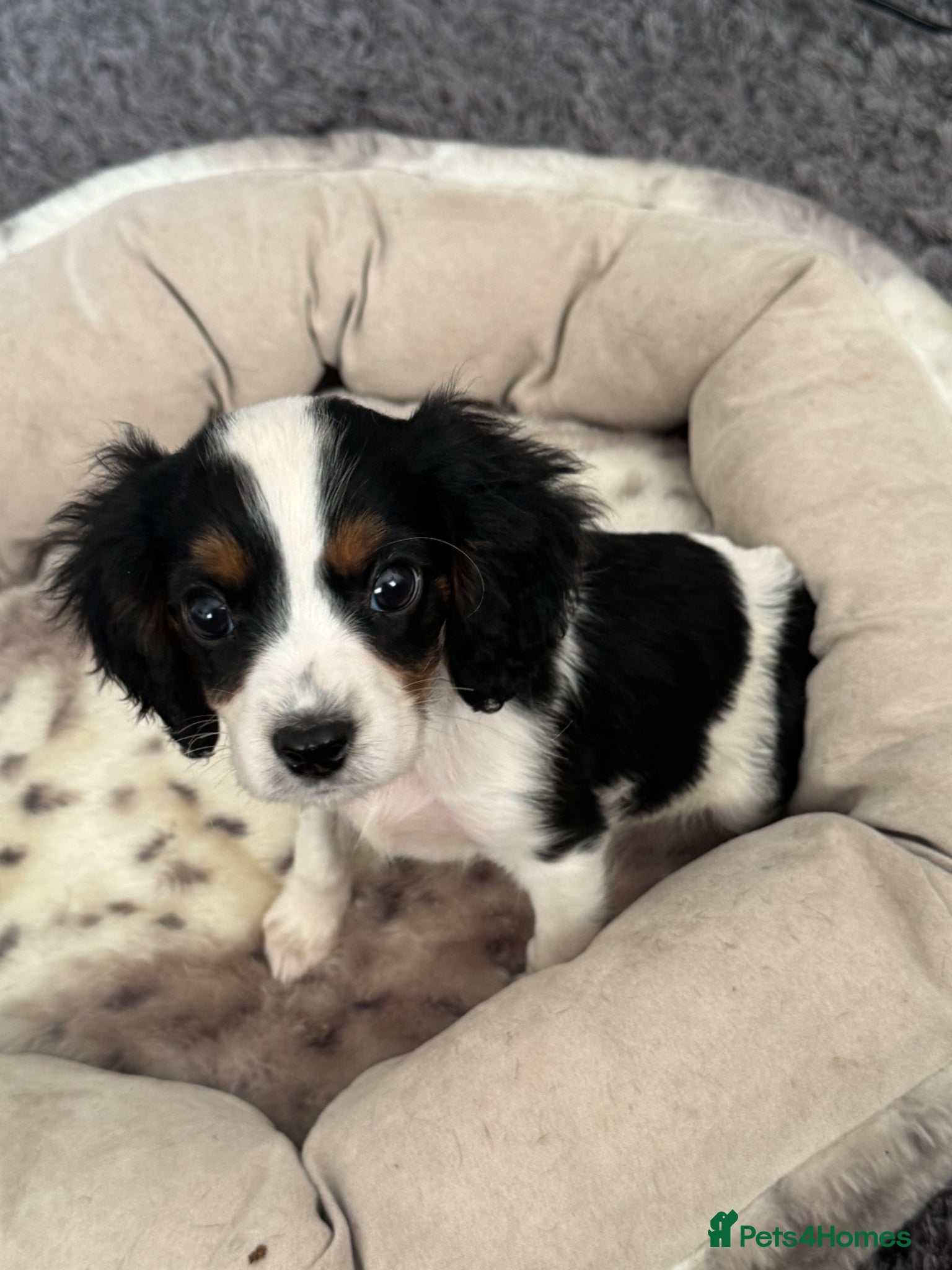 Cavalier King Charles Spaniel dogs Cavalier Puppies - Advert 4