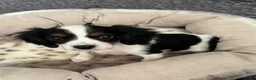 Cavalier King Charles Spaniel dogs for sale: Cavalier Puppies - Advert 7